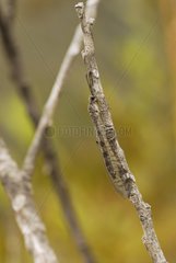Dragonfly resting on a branch in New Caledonia
