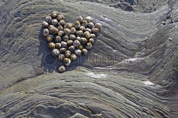 Group Gibbula shaped heart on a rock France