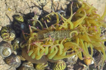 Sea Anemone capturing a shrimp Atlantic ocean France