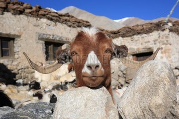 Goat Pashmina Ladakh Himalayas India