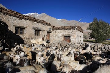 Goat Pashmina Ladakh Himalayas India