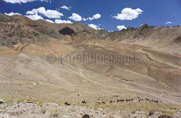 Horse caravan in the mountains Ladakh Himalayas India