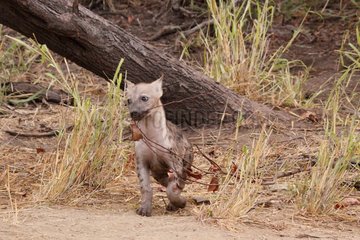 Young Spotted hyena carrying a branch Kruger South Africa