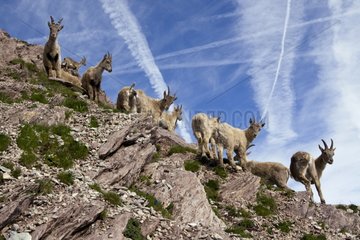 Ibex Females with yearlings Switzerland