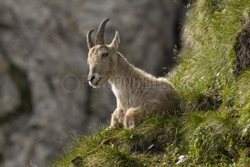 Female Ibex resting Swiss Alps