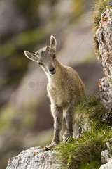 Young Ibex year in the Swiss Alps