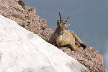 Female Ibex sitting on a rock Switzerland