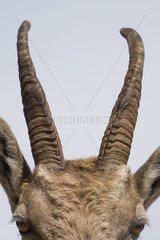 Horns of a female Ibex in Switzerland