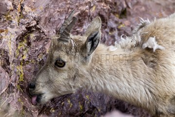 Young female Ibex licking rock Switzerland