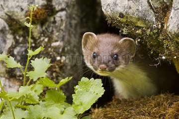 Portrait of an Ermine in the Swiss Alps