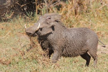 Warthog in heat in the savannah Kruger South Africa