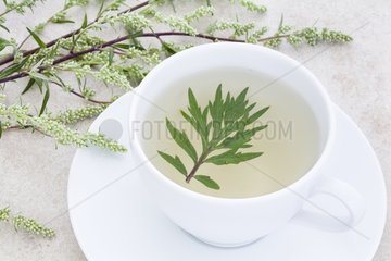 Herbal tea into a cup of white wormwood