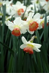 NARCISSUS 'PINK CHARM'
