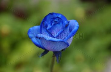 Rose colorée en bleu
