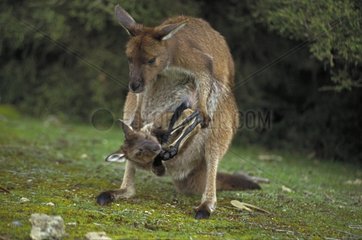Western Grey Kangaroo femelle and joey Australia