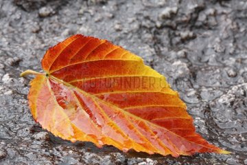Leaf color on a granite rock Yakushima island Japan