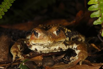 Japanese Common Toad on the island of Yakushima in Japan