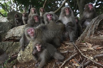 Japanese Macaques on Yakushima Island in Japan