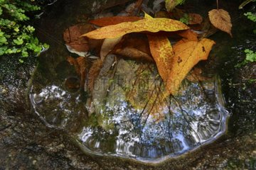 Leaf decomposition in a puddle in Yakushima Island Japan