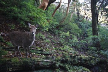 Sika Deer doe on the island of Yakushima Japan