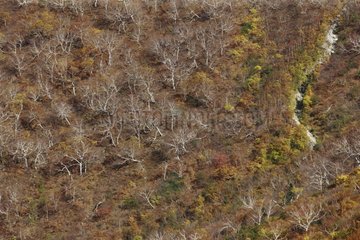 The Kara-sawa Valley in autumn Kamikochi Japan