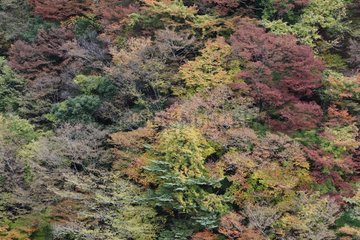 Forest in autumn color in the Yoshino-Kumano NP Japan