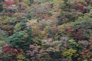 Forest in fall colors in the Yoshino Kumano NP Japon