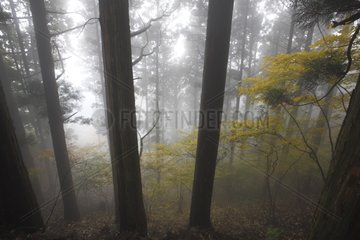 Forest around the Tamaki-Jinja Shrine in Japan