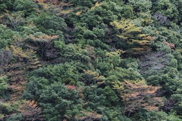 Forest in fall colors in the Yoshino-Kumano NP Japan