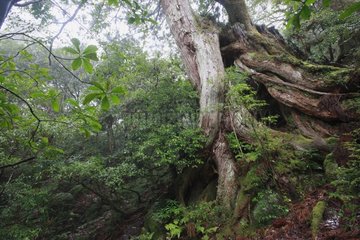 Forest on the subtropical island of Yakushima Japan