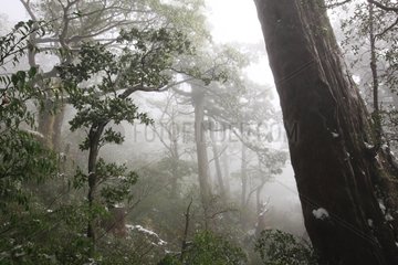 Forest during a snow shower Yakushima Island Japan