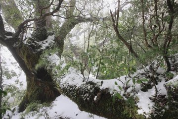Forest during a snow shower Yakushima Island Japan