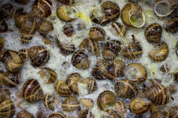 Brown garden snail drooling in salt Provence France