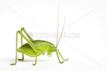 Speckled bush-cricket in the studio on white background