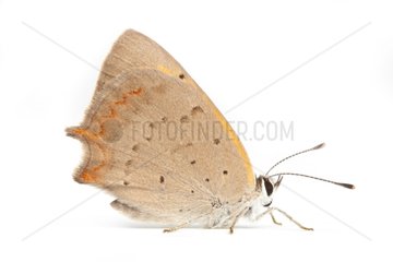 American Copper Butterfly male on white background
