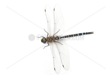 Migrant Hawker male on white background