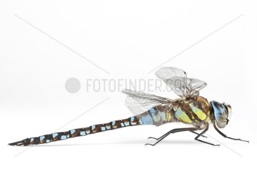 Migrant Hawker male on white background