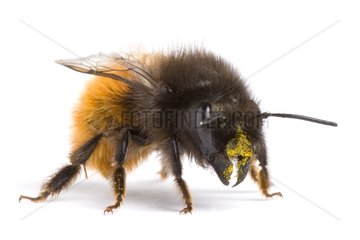 Leafcutting Bee on white background