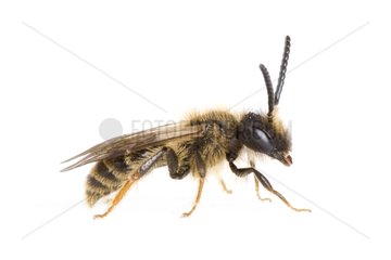 Solitary Bee on white background
