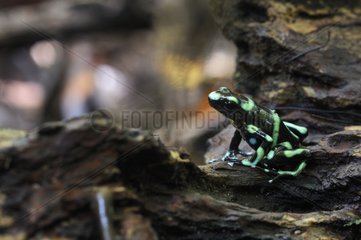 Green poison-arrow frog in the Carara NP Costa Rica