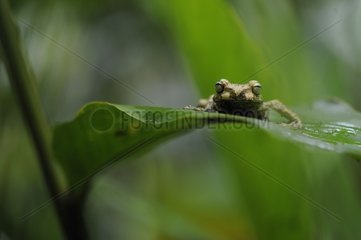 Portrait of a Tree Frog on a leaf in Costa Rica