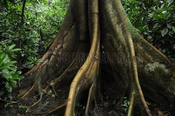 Buttress tree into sub-tropical forest Costa Rica