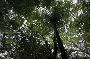 Undergrowth in rain forest Bijagua Costa Rica