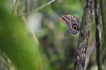 Owl butterfly on a branch Costa Rica