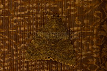 The French Red Underwing on fabric Provence France