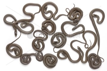 Montpellier snake babies on white background