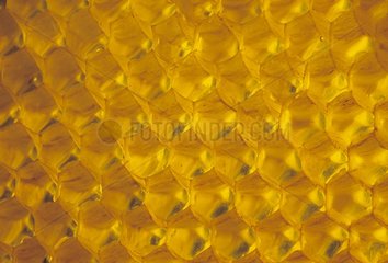 Alveoli filled with honey