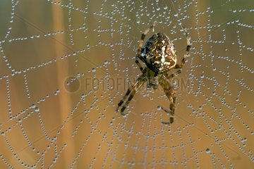 Epeira on its web dewy France