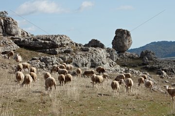 Sheeps at chaos de Nîmes le Vieux in the Cévennes NP France