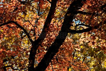 Autumn foliage in the regional nature park of Verdon France